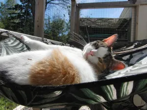 2' Hammock No Stand