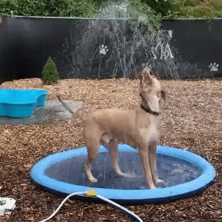 Waterlark - Pool with fountain for kids and pets